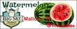 Big Sky Watermelon Mallow